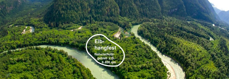Elbhangfest-Wald (Head) 